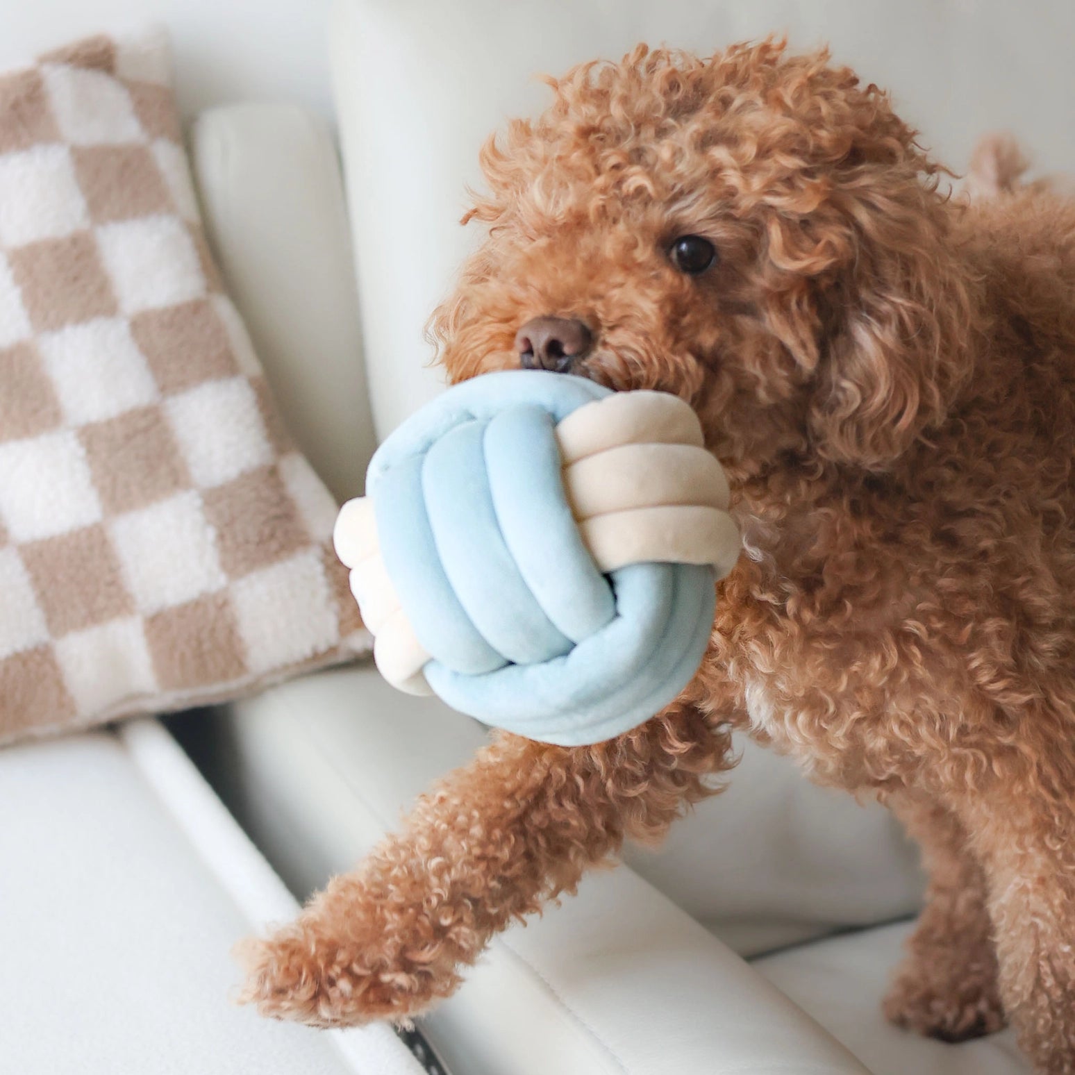 Snuffle Knot Nosework Toy