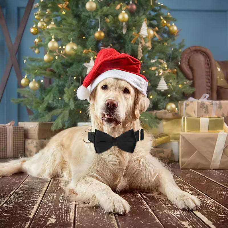 Velvet Dog Collar with Bowtie