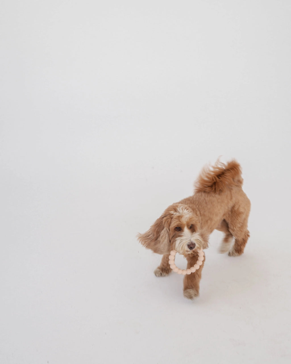 Ring Aggressive Chew Toy