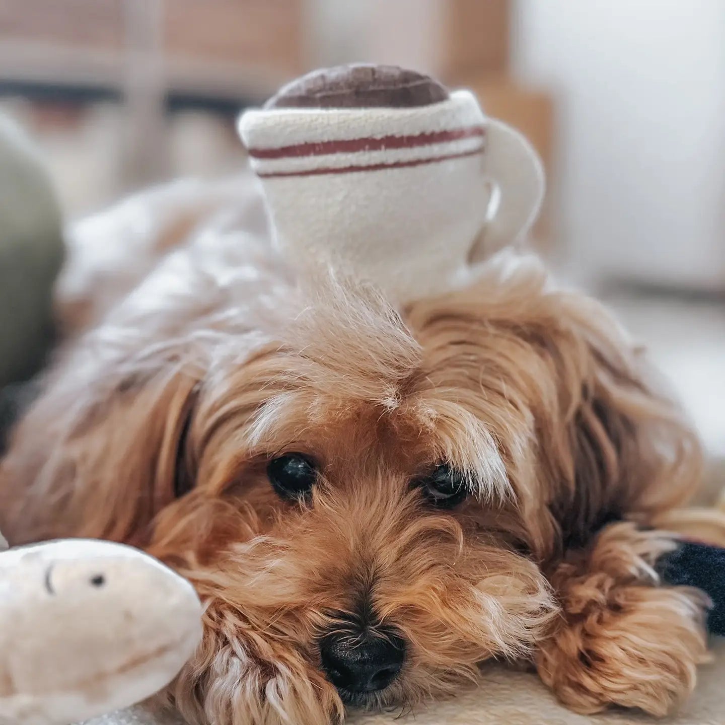 Expresso Pop - Enrichment Toy