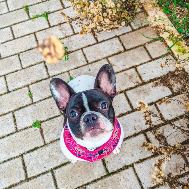 Cooka's Cookas Sardine & Varkensvlees Beijinhos (50g)