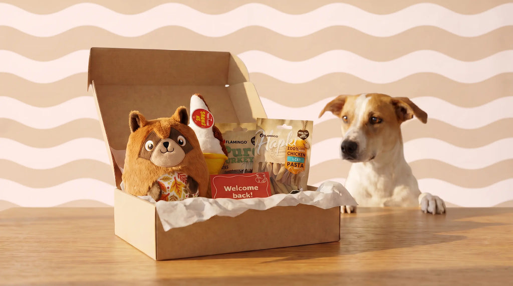 Monthly Dog Box Subscription