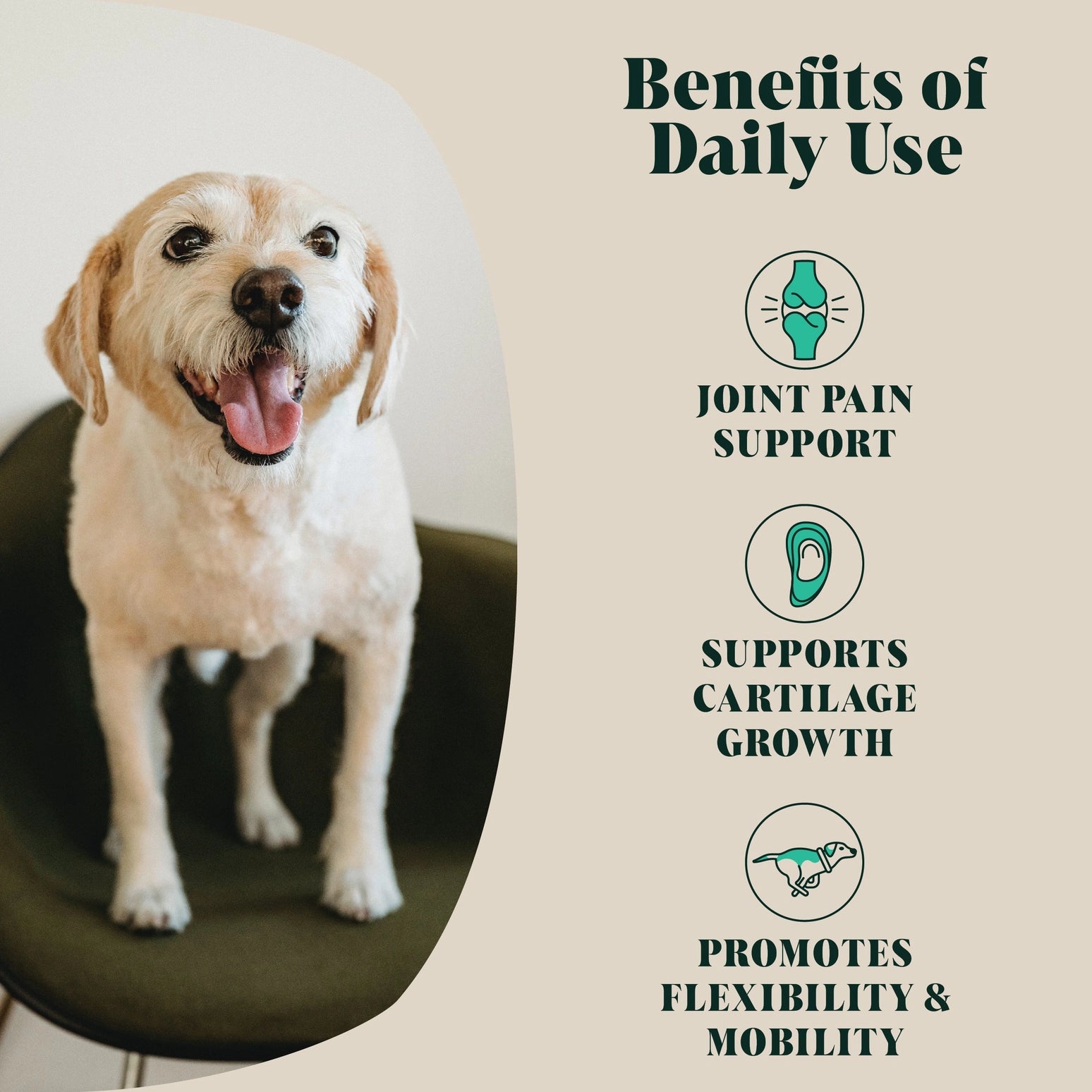 Green Lipped Mussel Powder For Dogs | 80 Servings